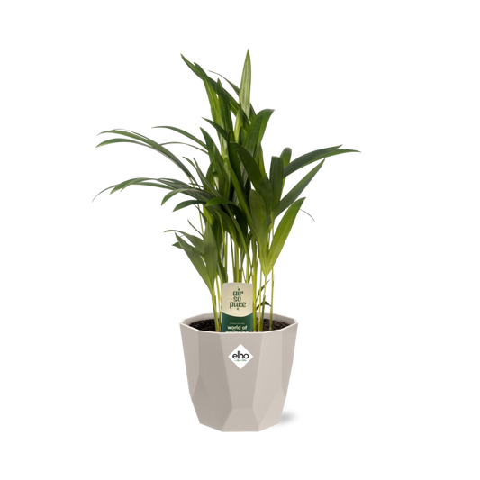 Dypsis Lutescens (Areca) 12cm in ELHO b.for rock 14 cm warm grey