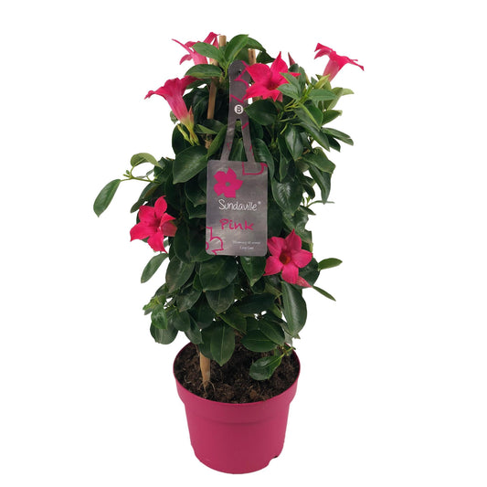 Mandevilla Sundaville Classic Pink In Toren (Dipladenia) - Ø17cm - ↕55cm