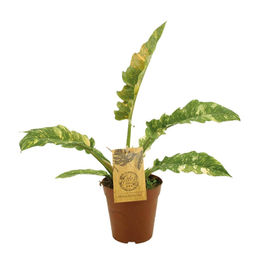 Philodendron Ring Of Fire - Ø15cm - ↕50cm