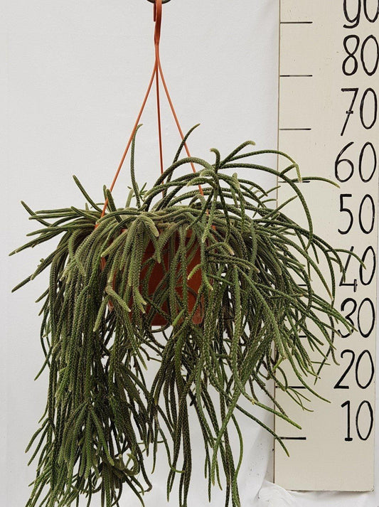 Rhipsalis Bacc Horrida - Ø25cm - ↕50cm