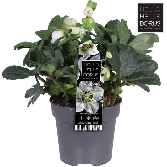 Helleborus Niger 'Christmas Carol' P12 (L) - Ø12cm - ↕25cm