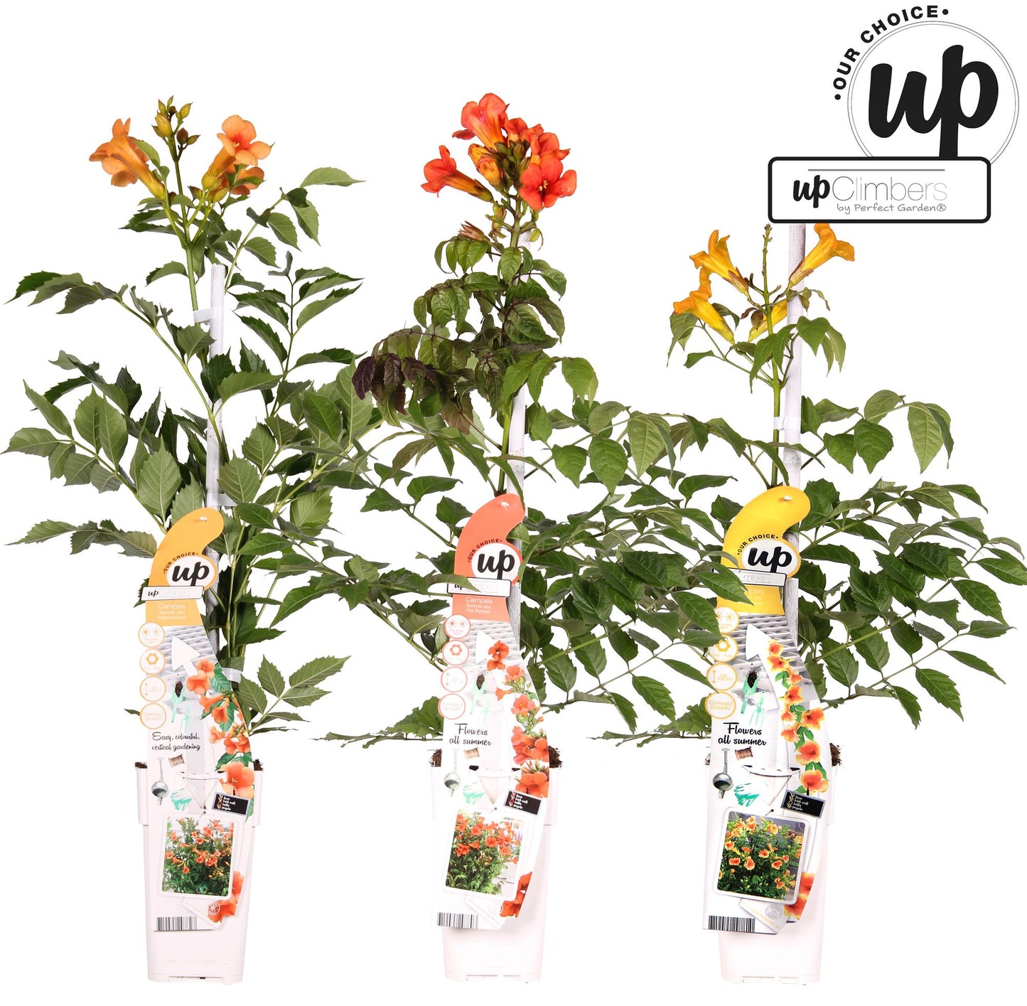 3x Campsis Summer Deal - Campsis Summer Jazz Fire Trumpet - Campsis Summer Jazz Gold Trumpet - Campsis Indian Summer - ↨65cm, Ø15cm