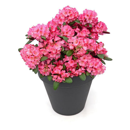 Rhododendron 'Wine & Roses' - Ø13cm - ↕20cm
