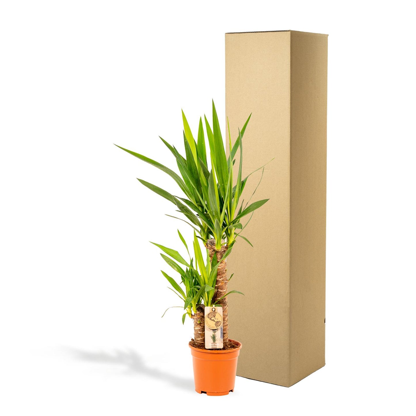Yucca Palme 90 cm – Pflegeleichte exotische Zimmerpflanze