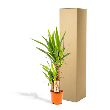 Yucca Palme 90 cm – Pflegeleichte exotische Zimmerpflanze