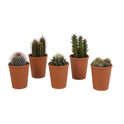 Kakteen-Mix 5er Set im Terrakotta-Topf Ø5,5 cm