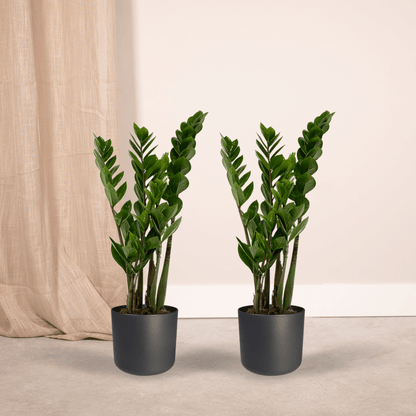 2x Zamioculcas Zamiifolia - Smaragdpalme - 50cm - ø14