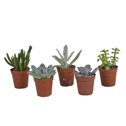 Vetplanten-Mischung 5,5 cm - 5x - zonder pot