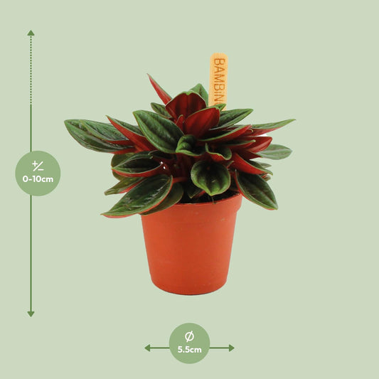 Peperomia Caperata Rosso - Ø6cm - ↕10cm