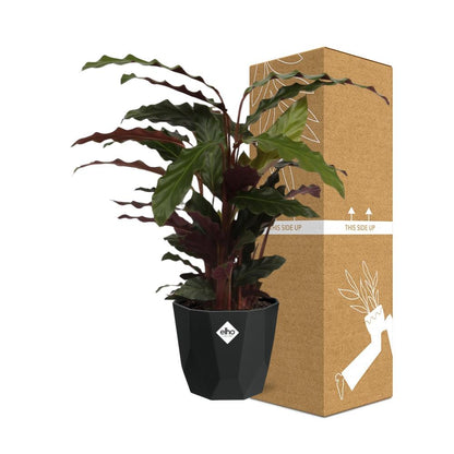 Calathea Rufibarba ‘Tropistar’ in 14cm b.for rock living black