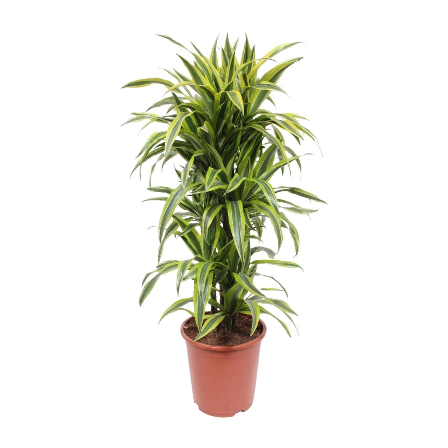 Dracaena Lemon Lime - Ø27cm - ↕110cm