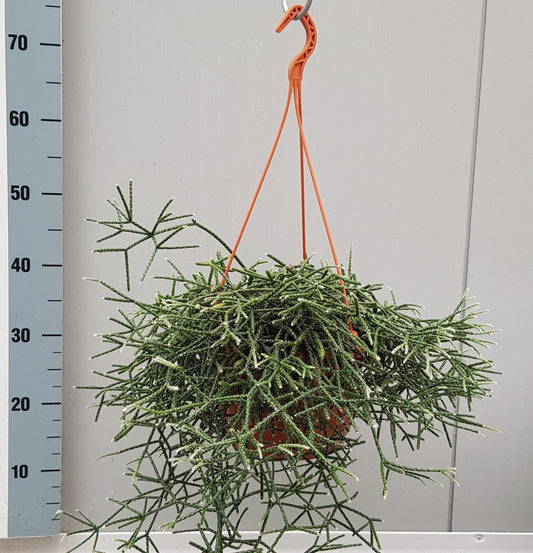 Rhipsalis Pilocarpa - Ø20cm - ↕50cm