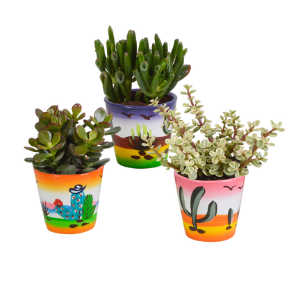 Dickblatt Mix 8,5 cm – 3er Set pflegeleichte Sukkulenten