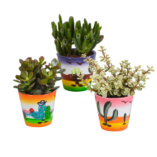 Dickblatt Mix 8,5 cm – 3er Set pflegeleichte Sukkulenten