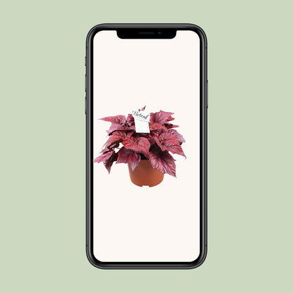 Begonia Beleaf Inca Flame - Ø17cm - ↕32cm