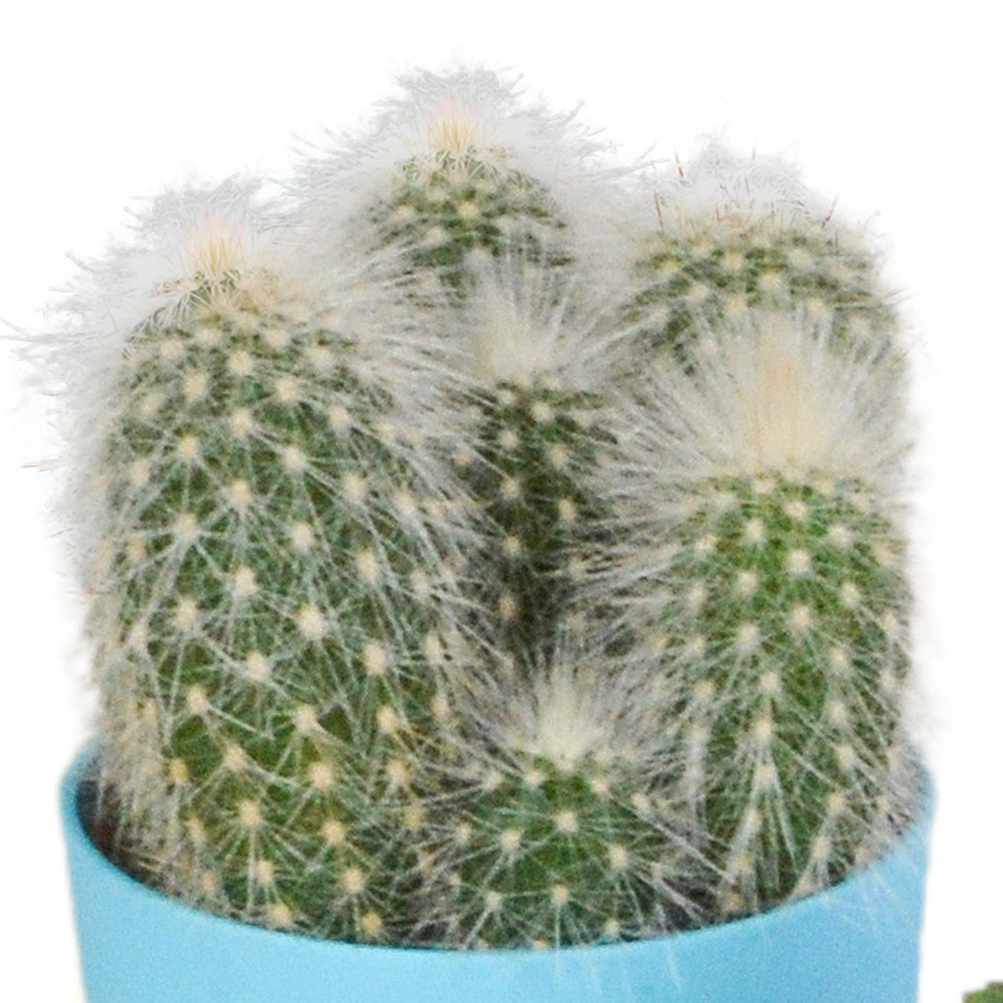 Kakteenmischung 5,5 cm - 5x - in gekleurde plasticpot
