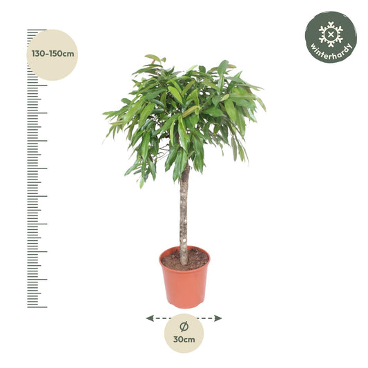 Ficus Amstel König – 130 cm Zimmerpflanze mit geflochtenem Stamm