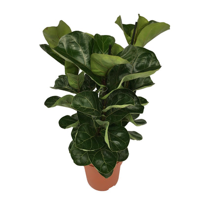 Ficus Lyrata - Ø21cm - ↕80cm