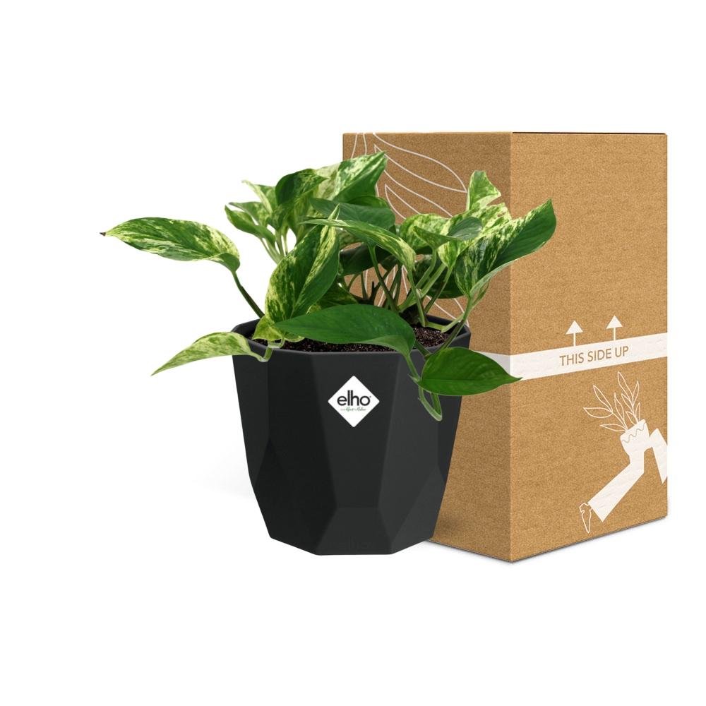 Scindapsus (Epipremnum) Marble Queen in 14cm b.for rock living black