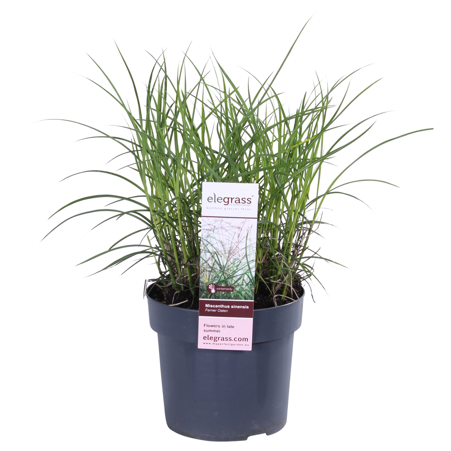 Miscanthus sinensis Ferner Osten - Ø19cm - ↕50cm - Ø19 - ↨50cm