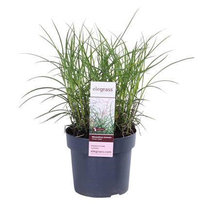 Miscanthus sinensis Ferner Osten - Ø19cm - ↕50cm - Ø19 - ↨50cm