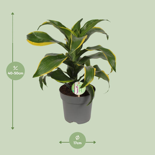 Dracaena Fragrans Grune gelb - Ø17cm - ↕40cm