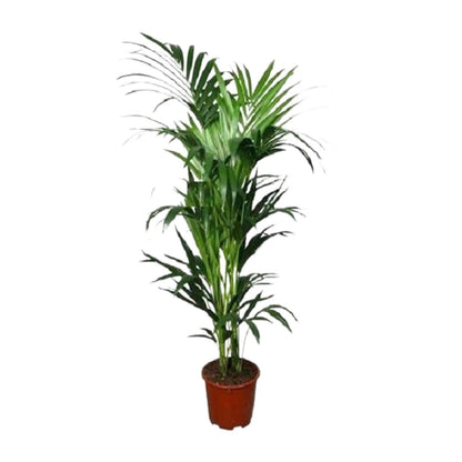 Howea - Ø24cm - ↕150cm