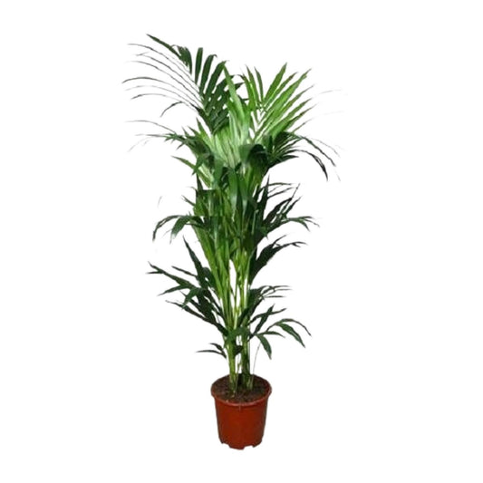 Howea - Ø24cm - ↕150cm