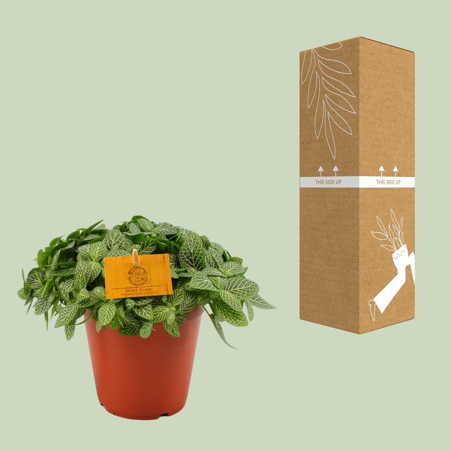 Fittonia Verschaffeltii - Ø15cm - ↕25cm