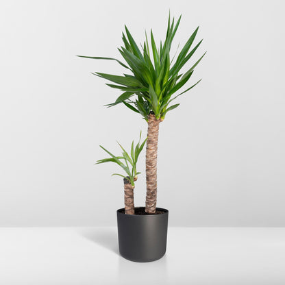 Yucca Elephantipes - Ø21cm - ↕100cm