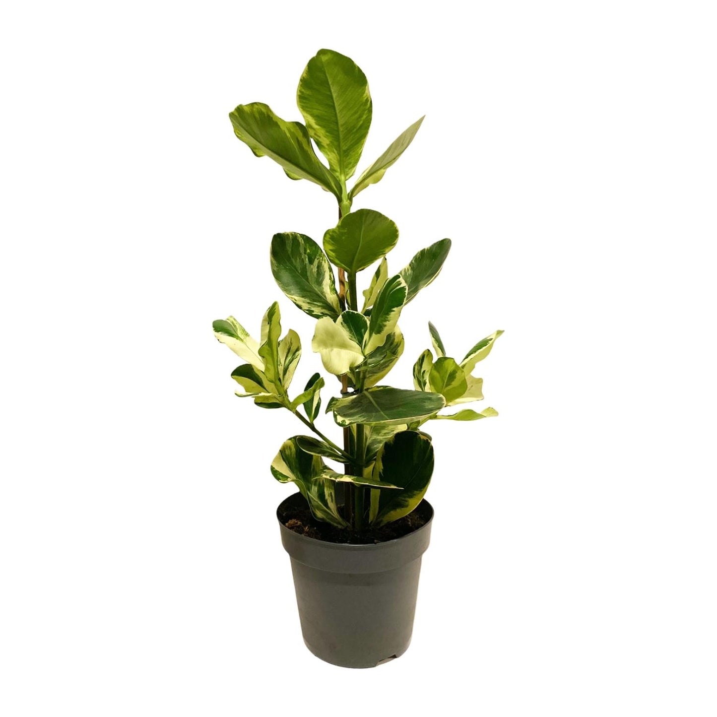 Clusia Rosea White Star - Ø17cm - ↕60cm