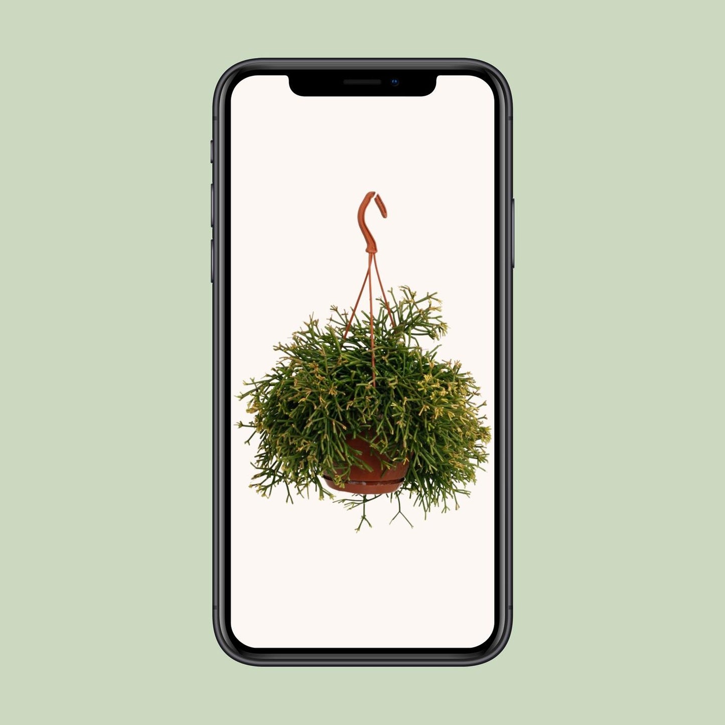 Rhipsalis Clavata - Ø17cm - ↕45cm