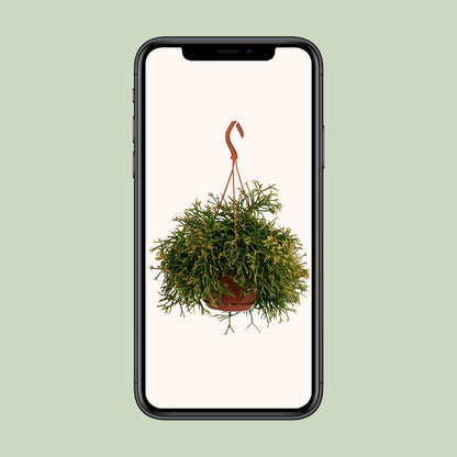 Rhipsalis Clavata - Ø17cm - ↕45cm