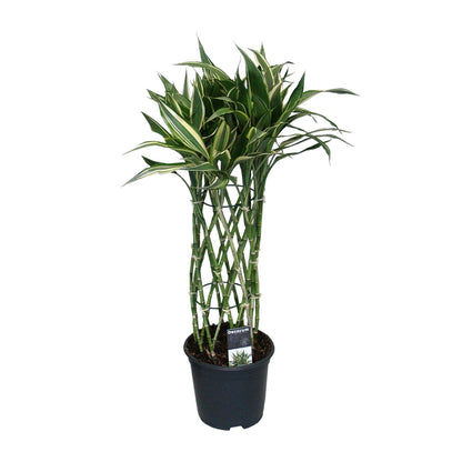 Dracaena Godsefiana - Ø19cm - ↕75cm
