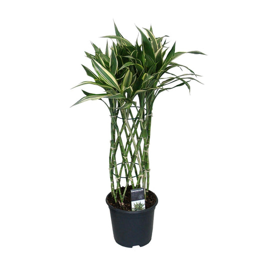 Dracaena Godsefiana - Ø19cm - ↕75cm