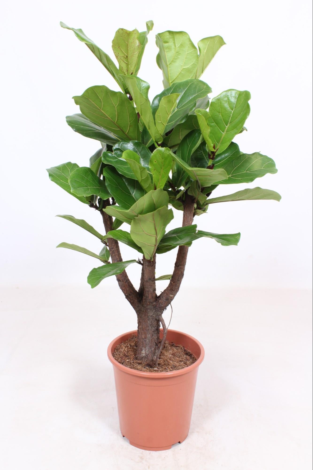 Ficus Lyrata verzweigt - Ø27cm - ↕120cm