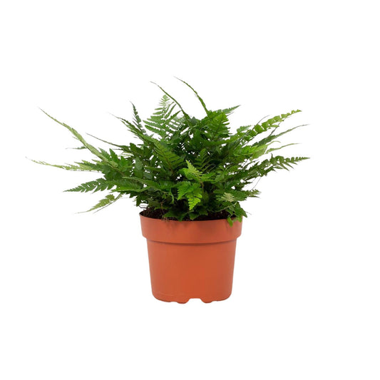 Polystichum Tsussimense Biaristatum - Ø12cm - ↕23cm