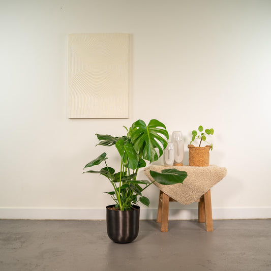 Monstera Deliciosa + Pot Mayk Lead - ↨80cm - Ø21cm