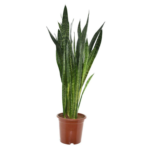 Sansevieria Zeylanica - Ø27cm - ↕120cm