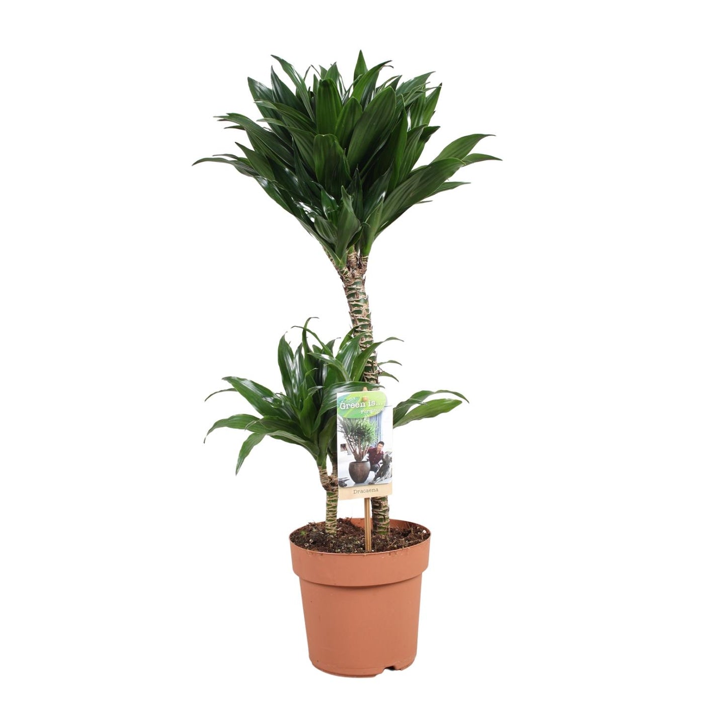 Dracaena Compacta 30-15 - Ø17cm - ↕60cm
