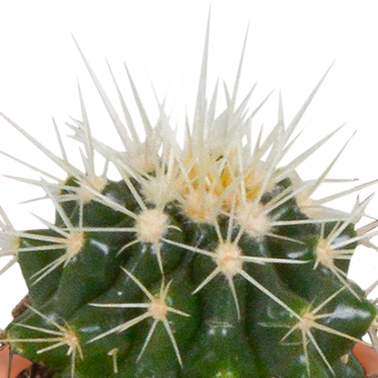 Cactus en vetplanten Mischung 5,5 cm | 15 stück - in terracotta pot