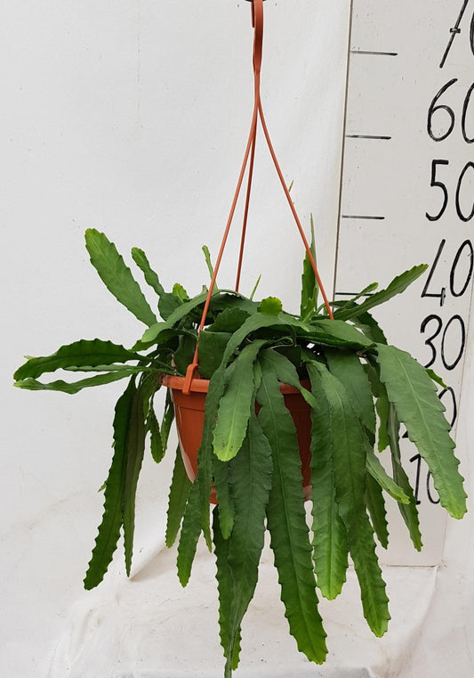 Lepismium Houletianum - Ø20cm - ↕50cm