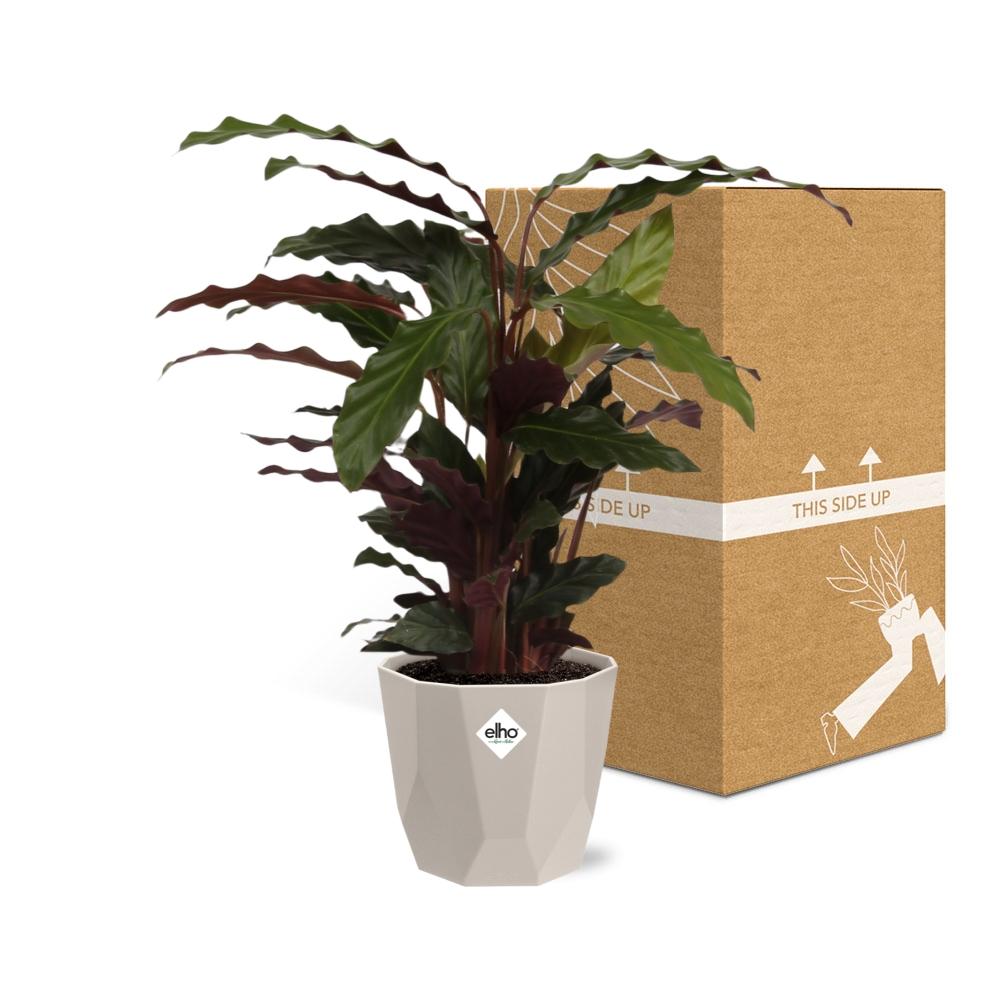 Calathea Rufibarba ‘Tropistar’ in ELHO b.for rock 14 cm warm grey