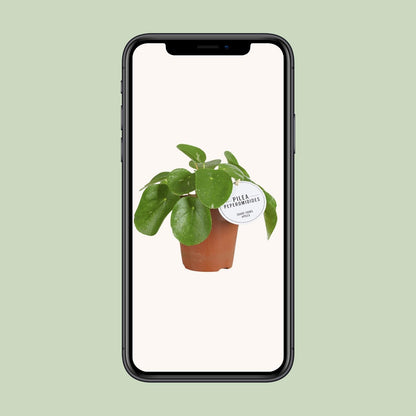 Pilea White Splash - Ø13cm - ↕20cm