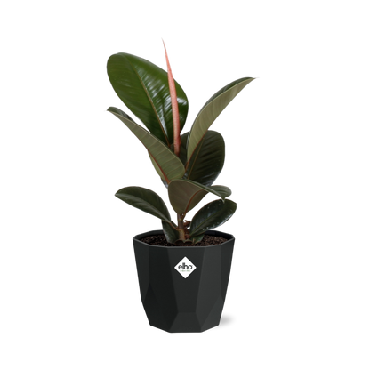 Ficus Elastica ‘Robusta’ in 14cm b.for rock living black