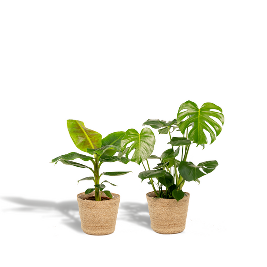 Monstera Deliciosa - Ø21cm - ↕75cm + Musa Dwarf Cavendish - Ø21cm - ↕85cm + Korb Selin