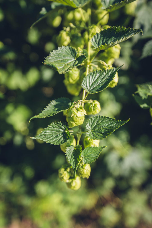 Humulus lupulus 'Nordbrau' - Bierpflanze / Hopfenpflanze - Ø15cm - ↕65cm