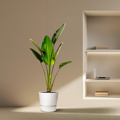 Weißer Paradiesvogel 180 cm – Strelitzia Augusta Zimmerpflanze