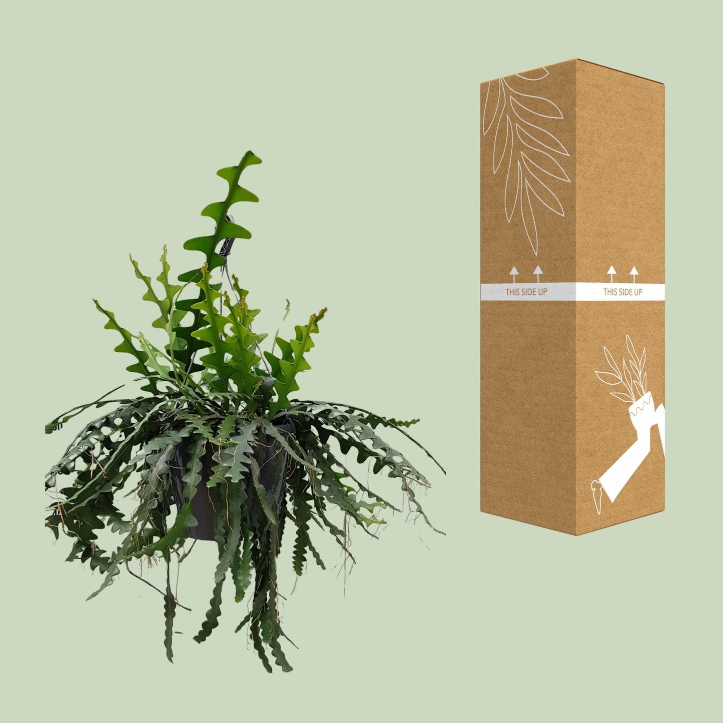 Selenecereus Anthonyanus - Ø25cm - ↕60cm