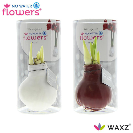 No Water Flowers Waxz Colorz in Koker - 2 Stücke - Ø7 cm - ↕15 cm